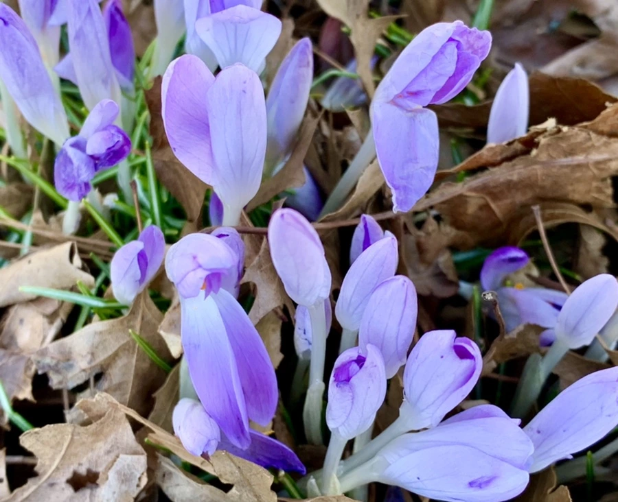 IMG_1435.jpg?type=w966