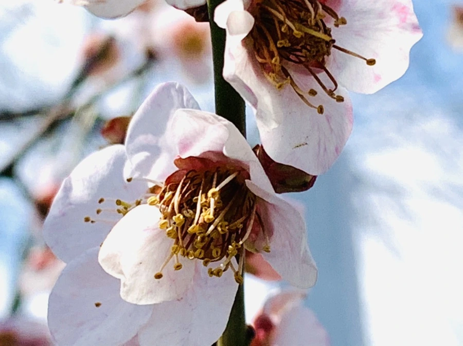 IMG_4250.jpg?type=w966