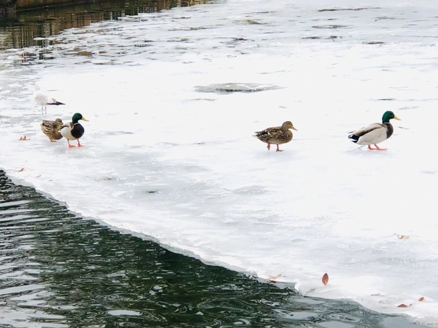 IMG_6276.jpg?type=w966