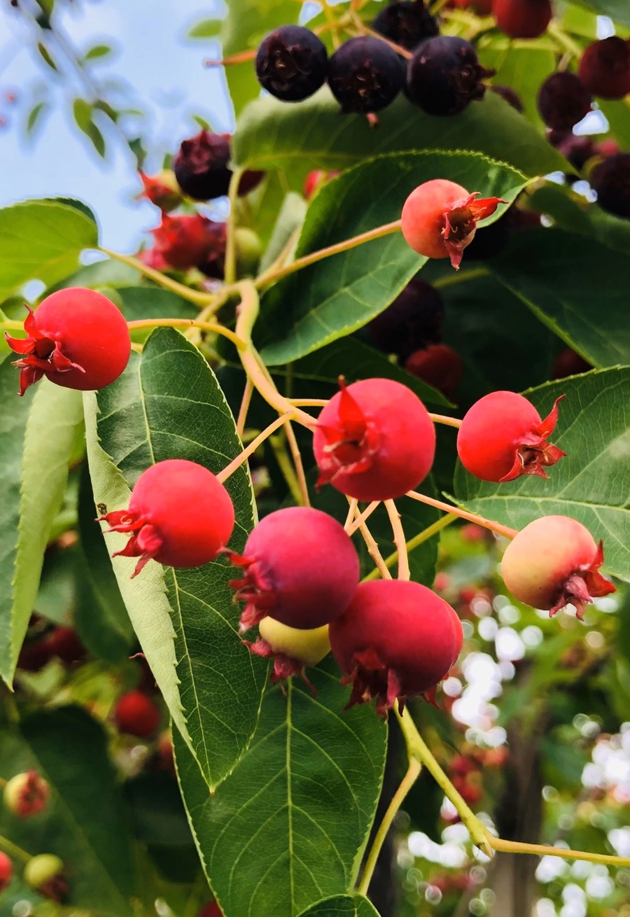 IMG_8859.jpg?type=w966