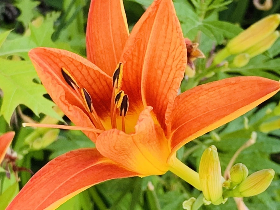 IMG_4864.jpg?type=w966