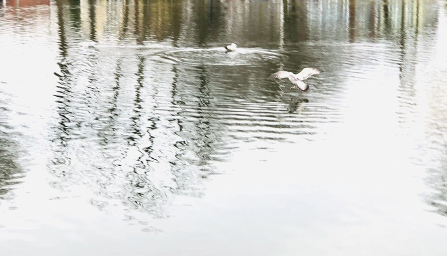 IMG_0991.jpg?type=w966