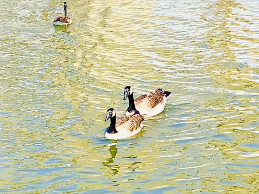 IMG_3064.jpg?type=w966