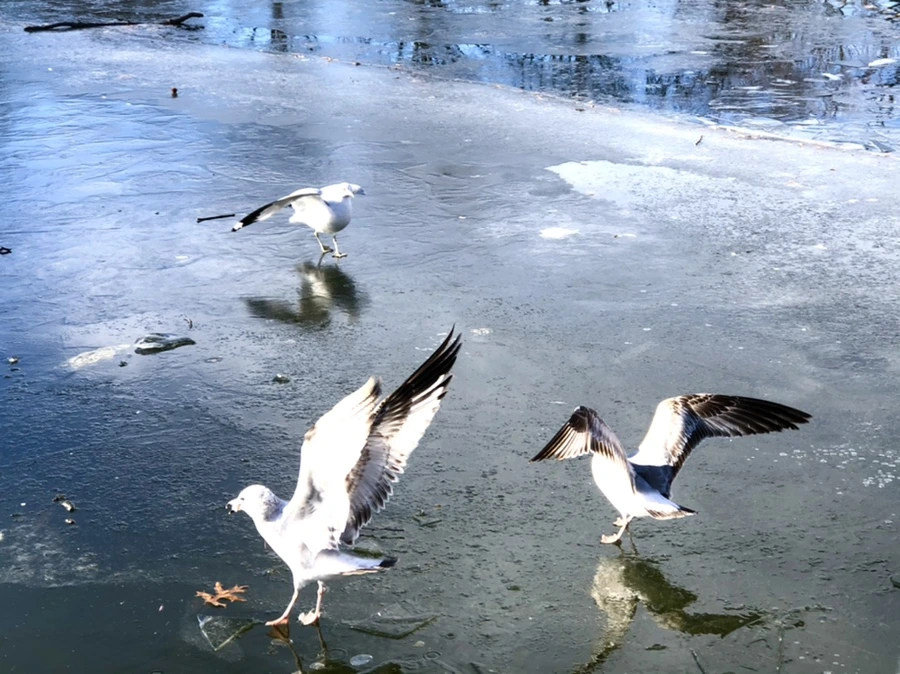 IMG_1817.jpg?type=w966