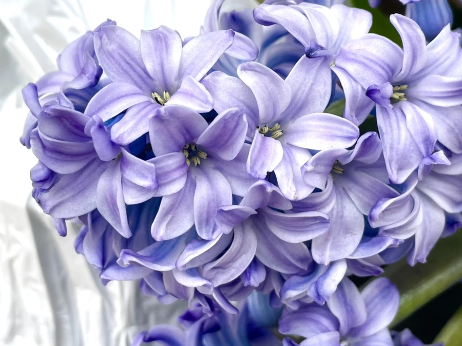 IMG_2435.jpg?type=w966