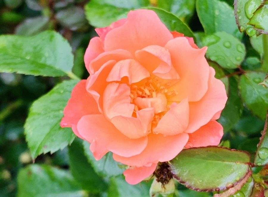 IMG_0979.jpg?type=w966