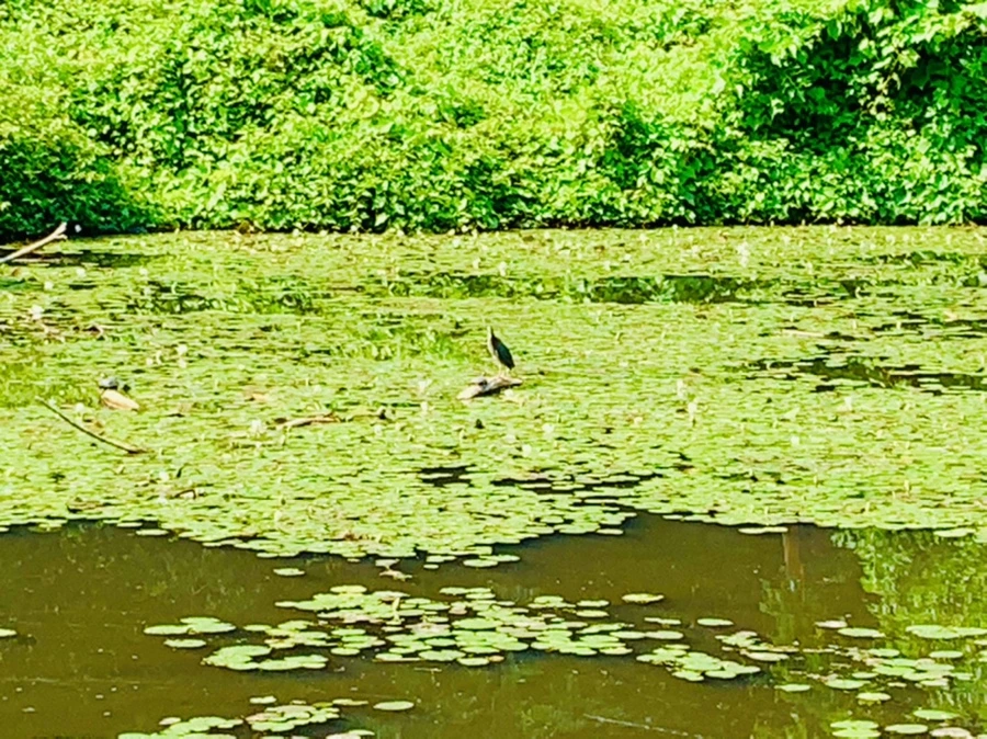 IMG_1376.jpg?type=w966