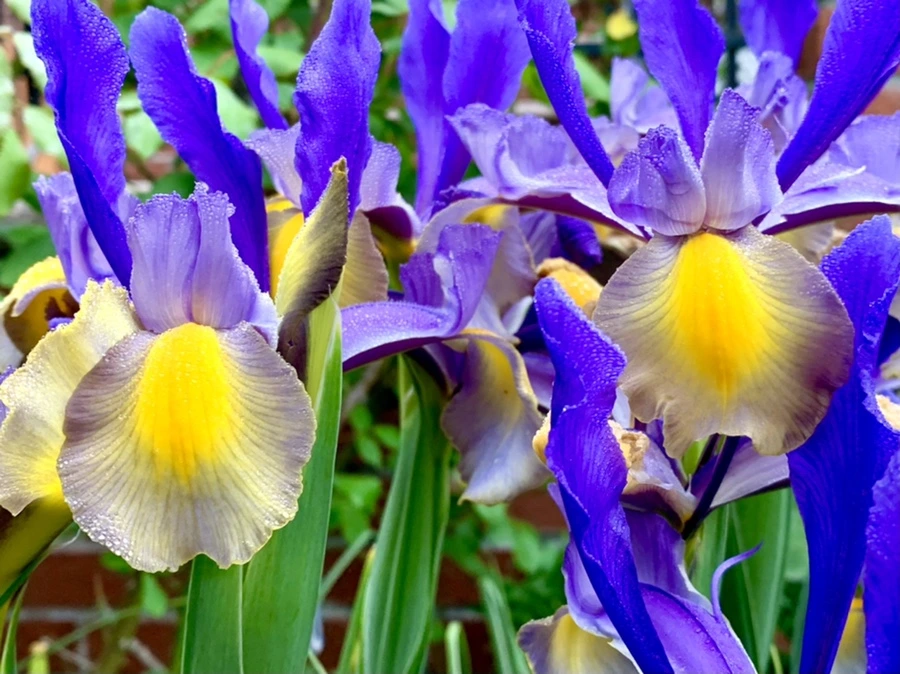 IMG_9705.jpg?type=w966