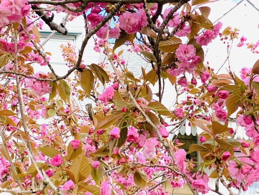 IMG_4326.jpg?type=w966