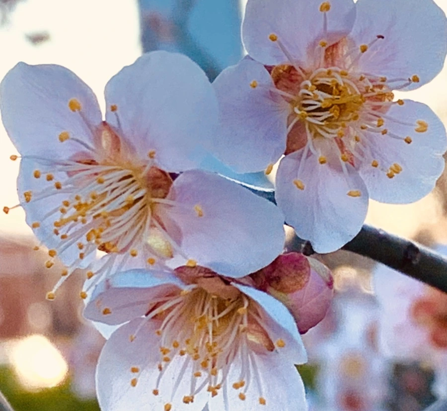 IMG_0824.jpg?type=w966