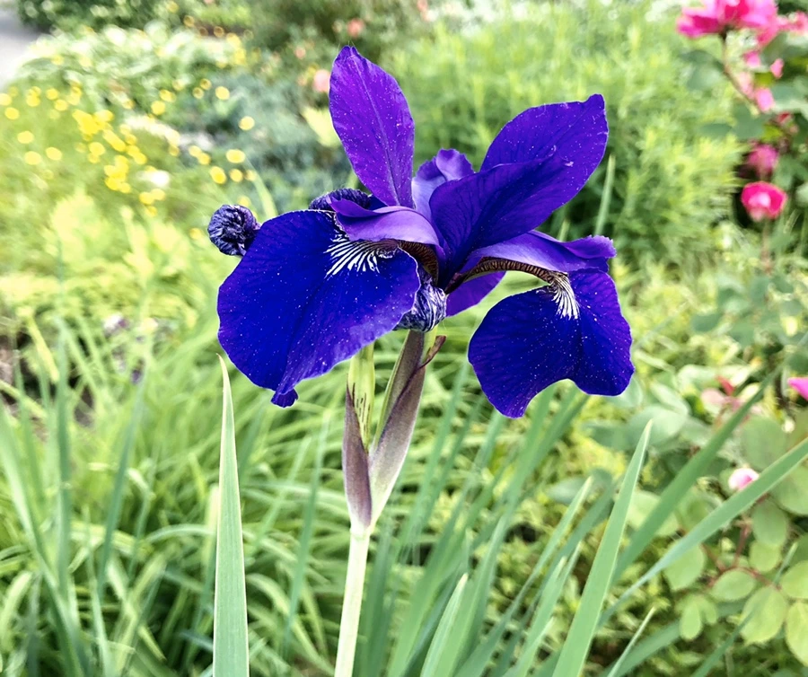 IMG_7723.jpg?type=w966