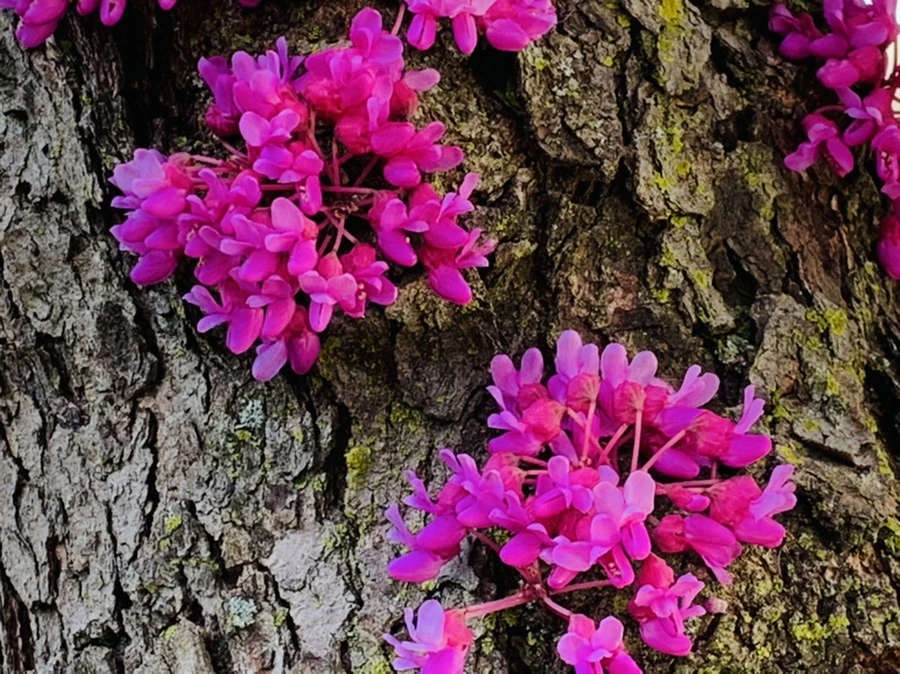 IMG_0421.jpg?type=w966