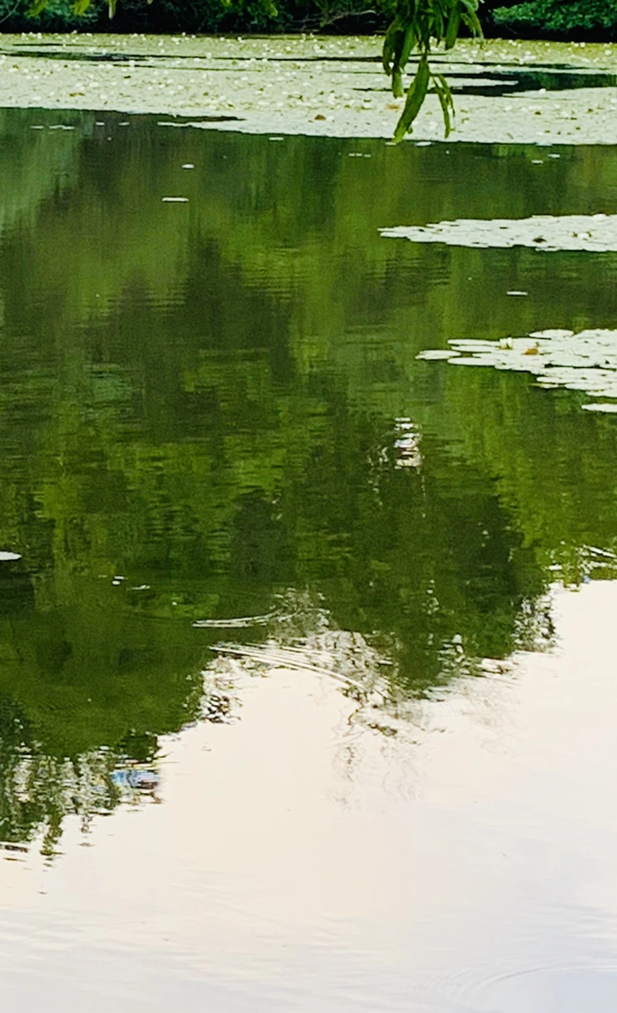 IMG_1504.jpg?type=w966