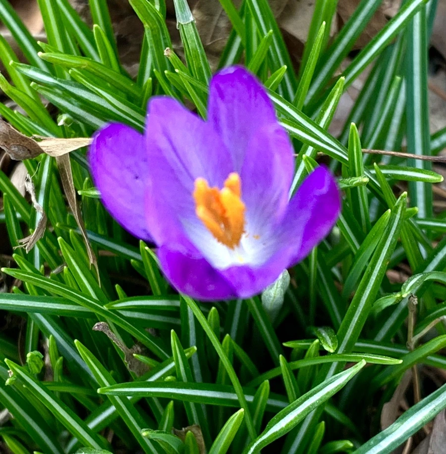 IMG_1229.jpg?type=w966