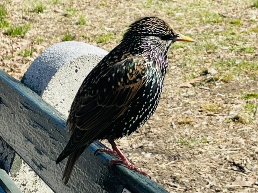 IMG_4926.jpg?type=w966