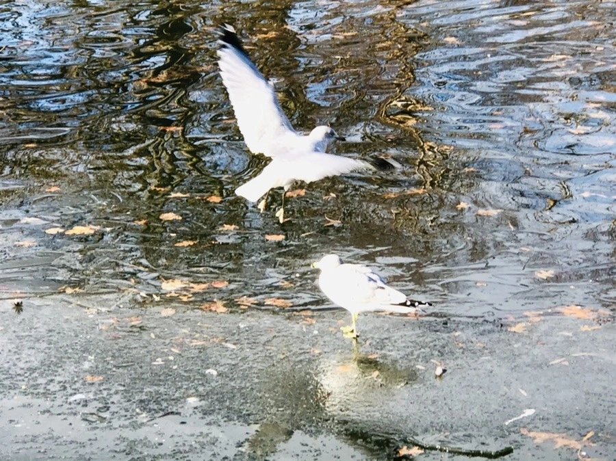 ktK2CvFALWKMhpYL5pwhVppb2BE