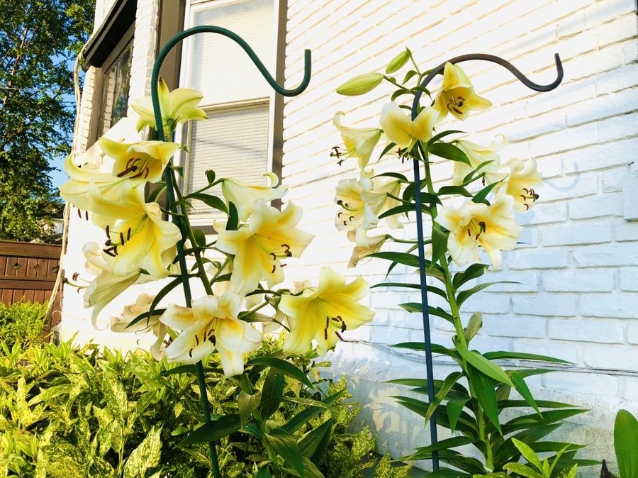 IMG_2467.jpg?type=w966