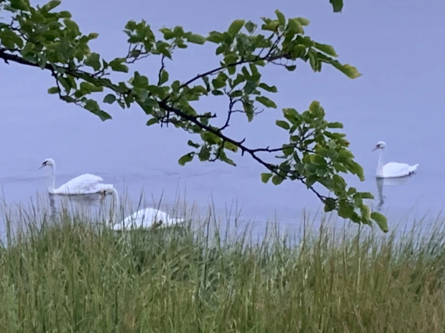 IMG_6627.jpg?type=w966