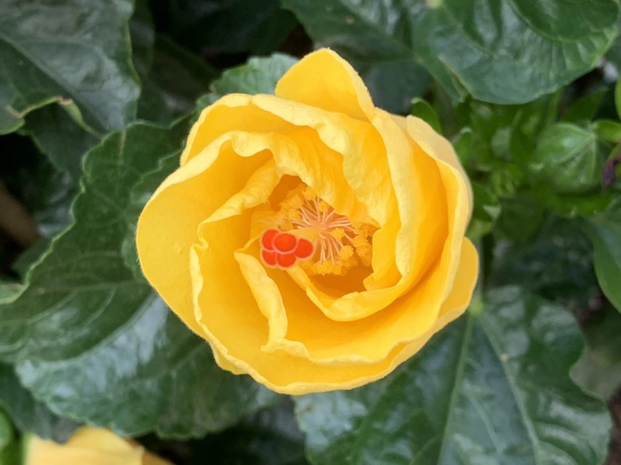 IMG_8206.jpg?type=w966