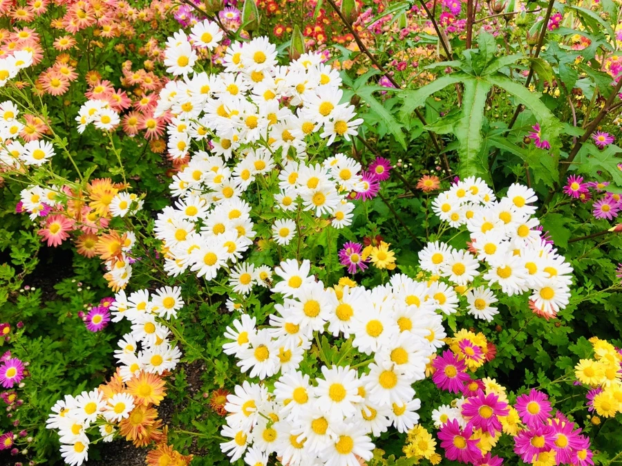 IMG_2532.jpg?type=w966