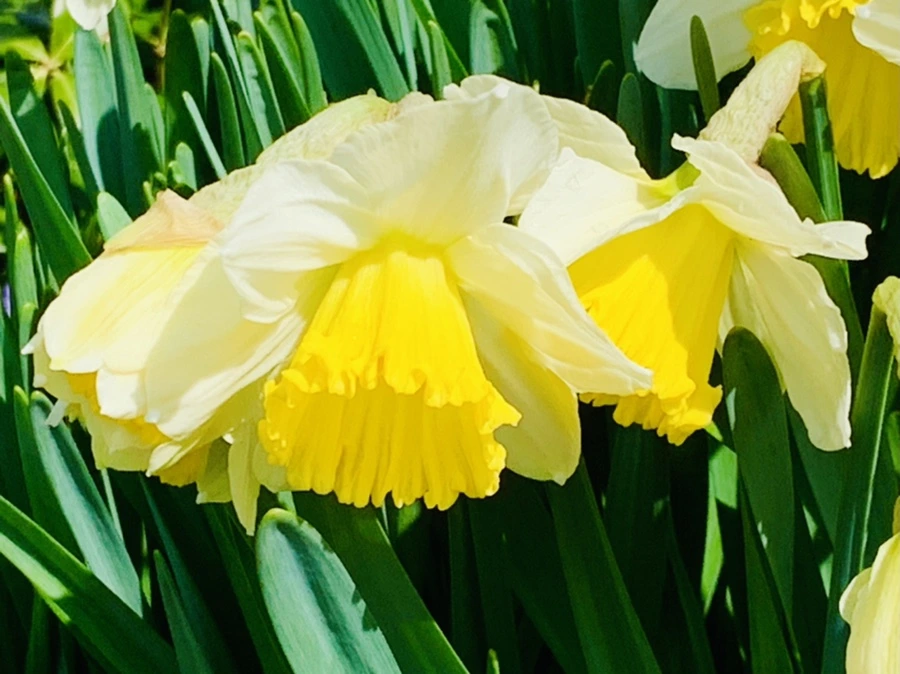 IMG_4302.jpg?type=w966