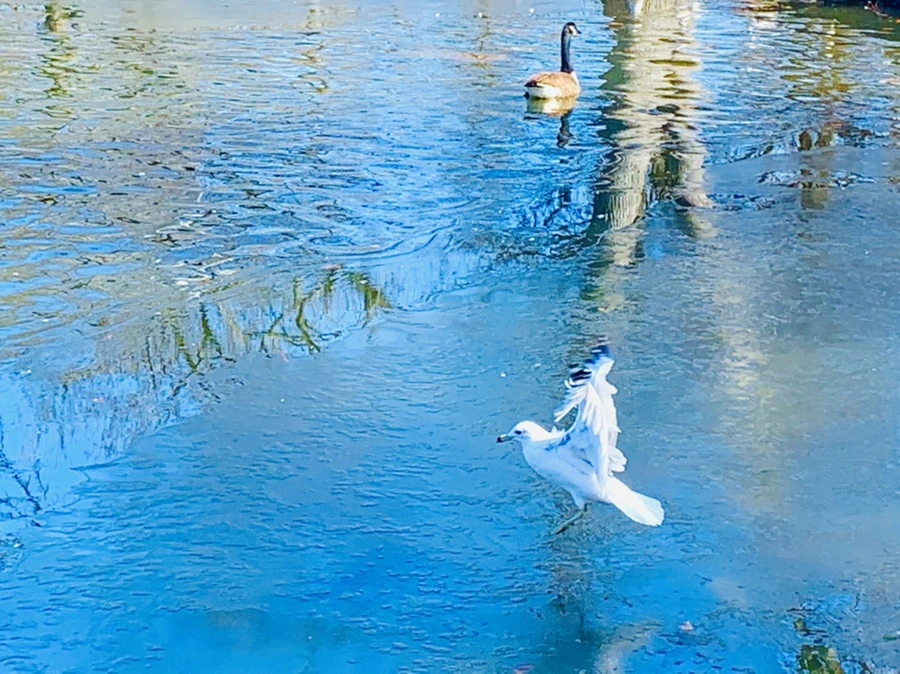 IMG_8274.jpg?type=w966