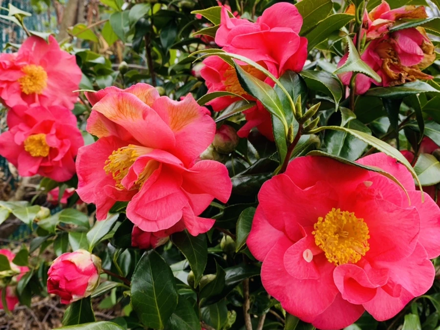 IMG_6652.jpg?type=w966