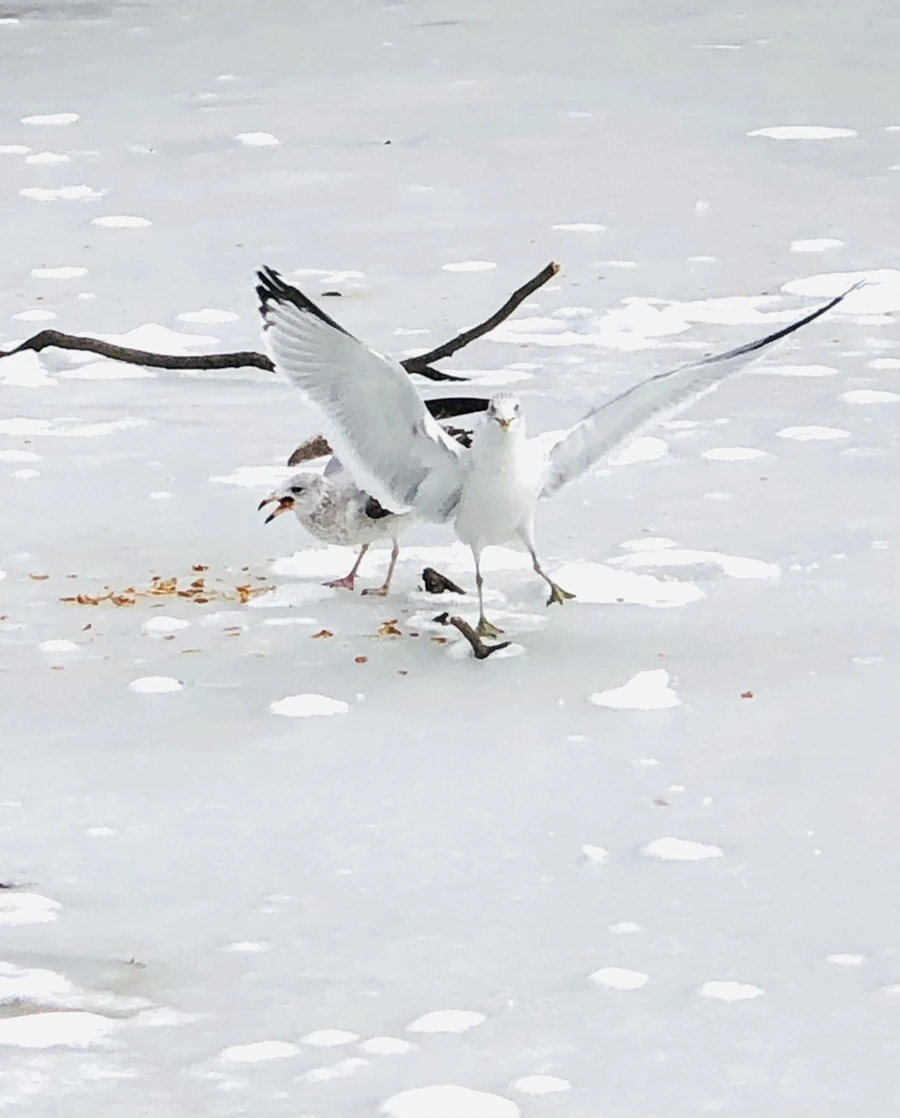 IMG_2465.jpg?type=w966