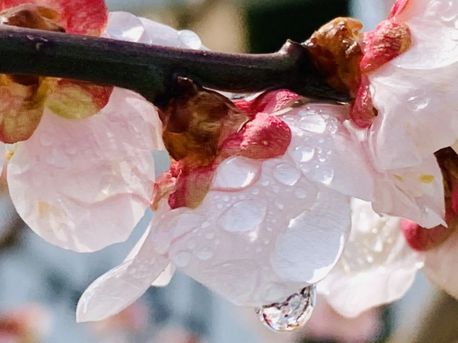 IMG_3994.jpg?type=w966