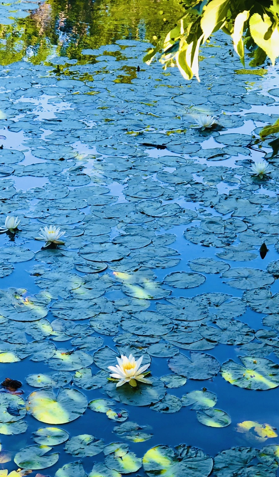 IMG_2260.jpg?type=w966