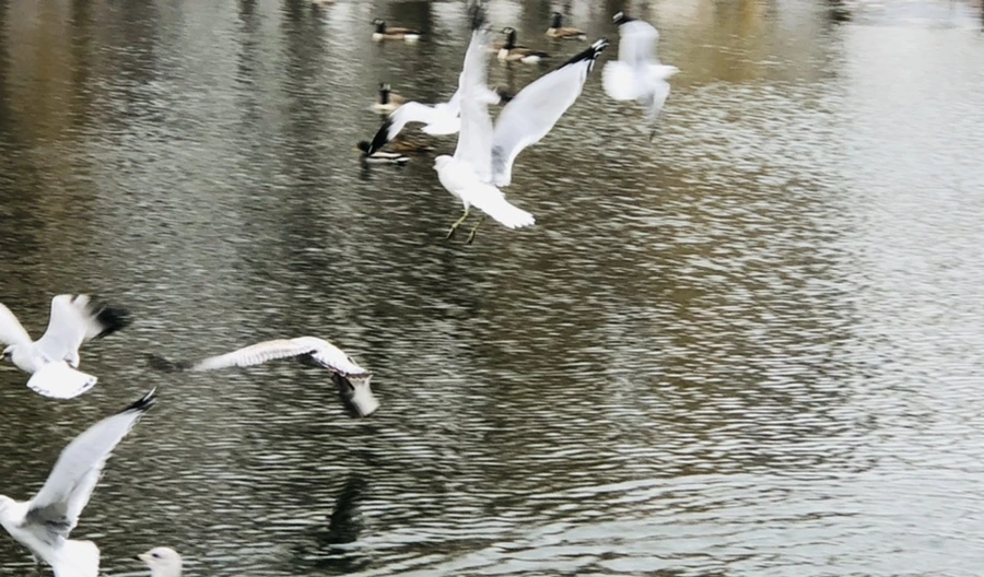 IMG_3265.jpg?type=w966