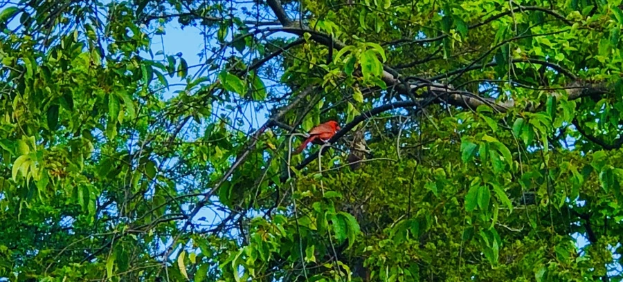 IMG_2973.jpg?type=w966