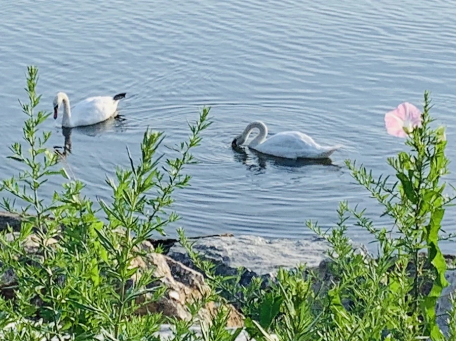 IMG_1537.jpg?type=w966