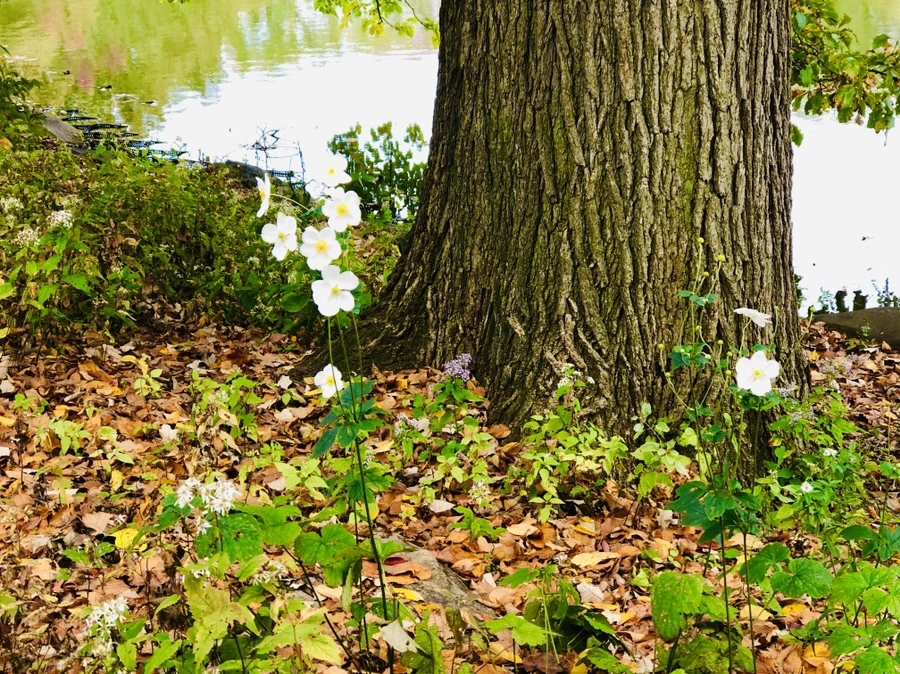 IMG_3038.jpg?type=w966