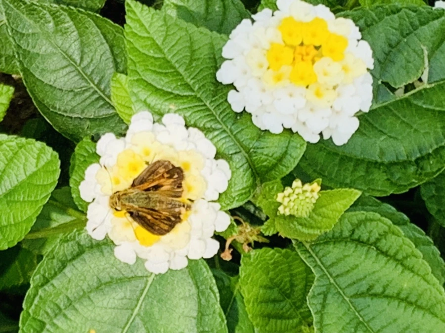 IMG_9454.jpg?type=w966