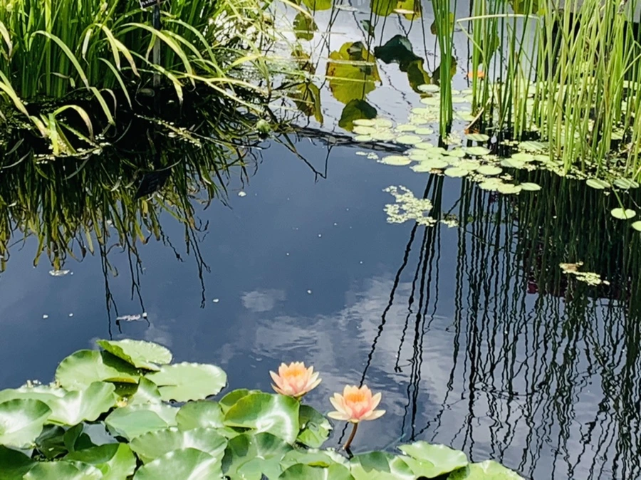 IMG_9052.jpg?type=w966