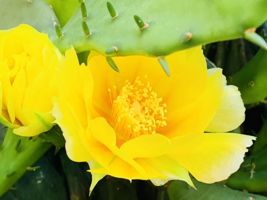 IMG_4361.jpg?type=w966