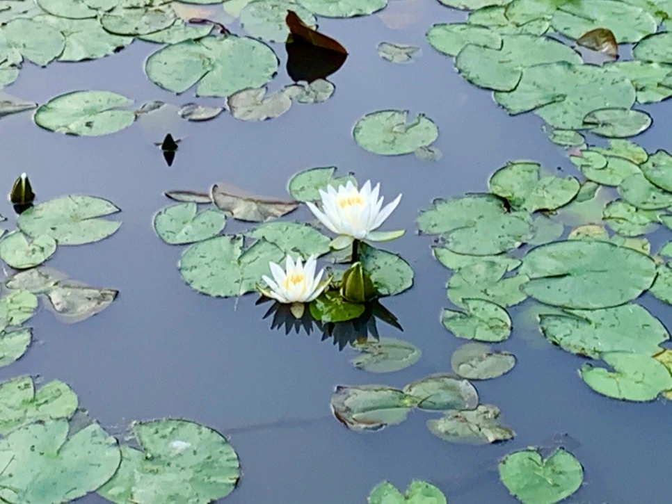 IMG_8638.jpg?type=w966