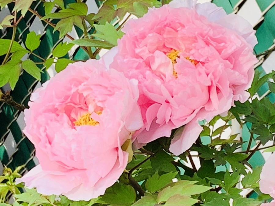 IMG_9120.jpg?type=w966