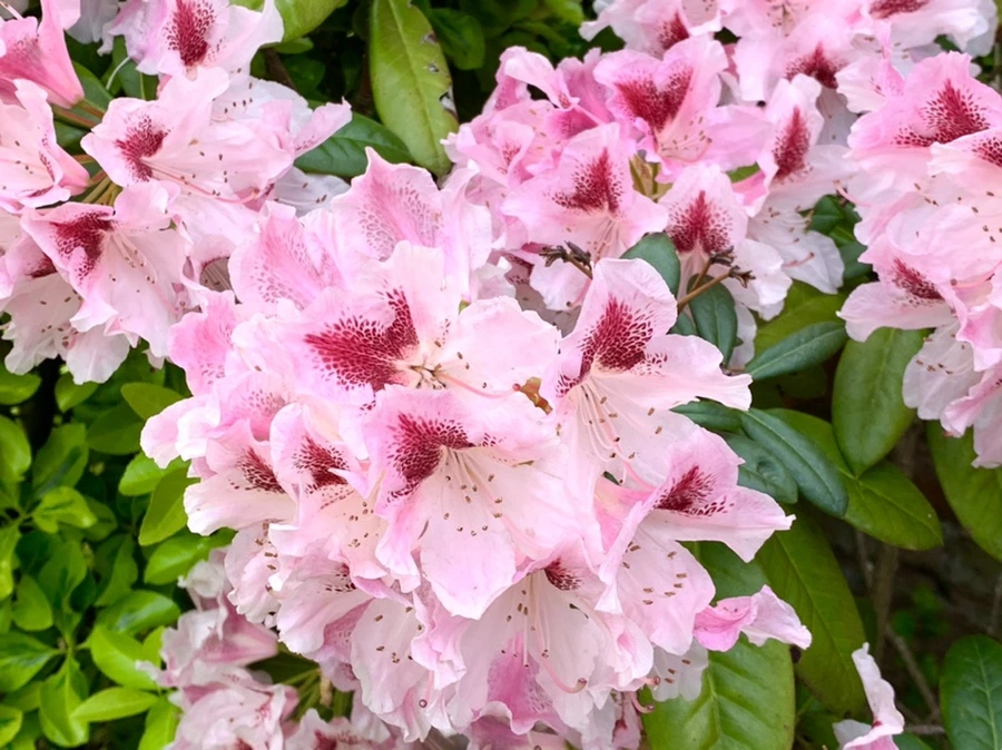 IMG_1470.jpg?type=w966