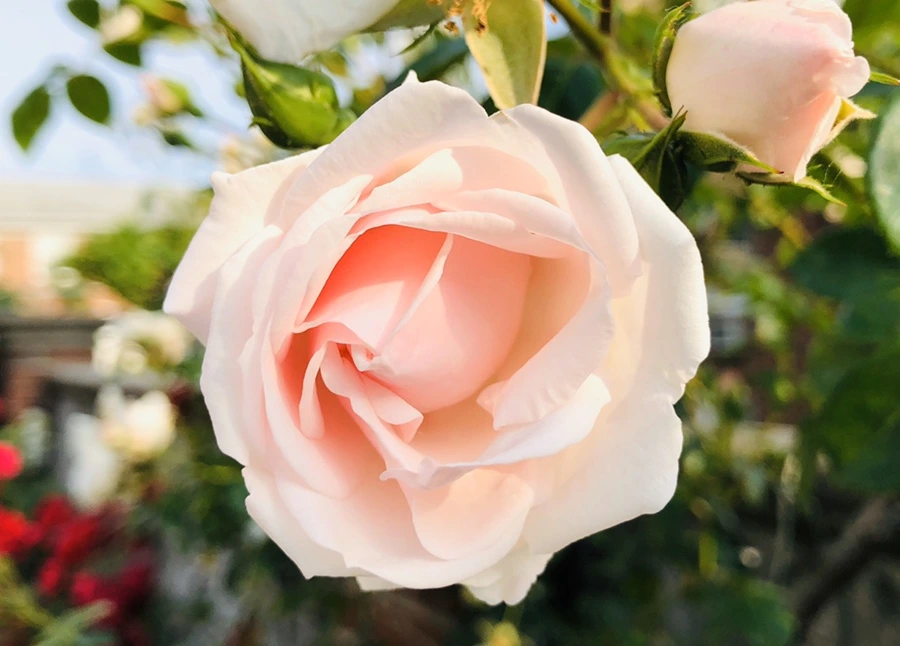 IMG_8751.jpg?type=w966