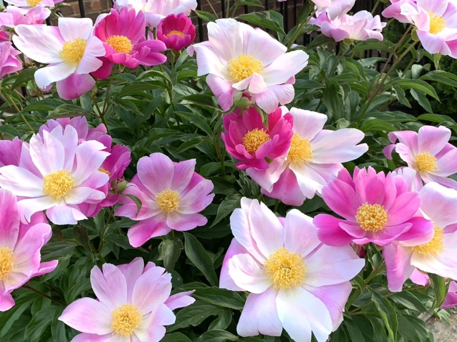 IMG_5650.jpg?type=w966