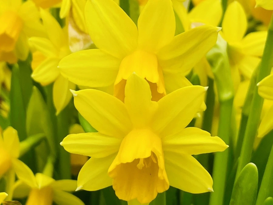 IMG_2480.jpg?type=w966