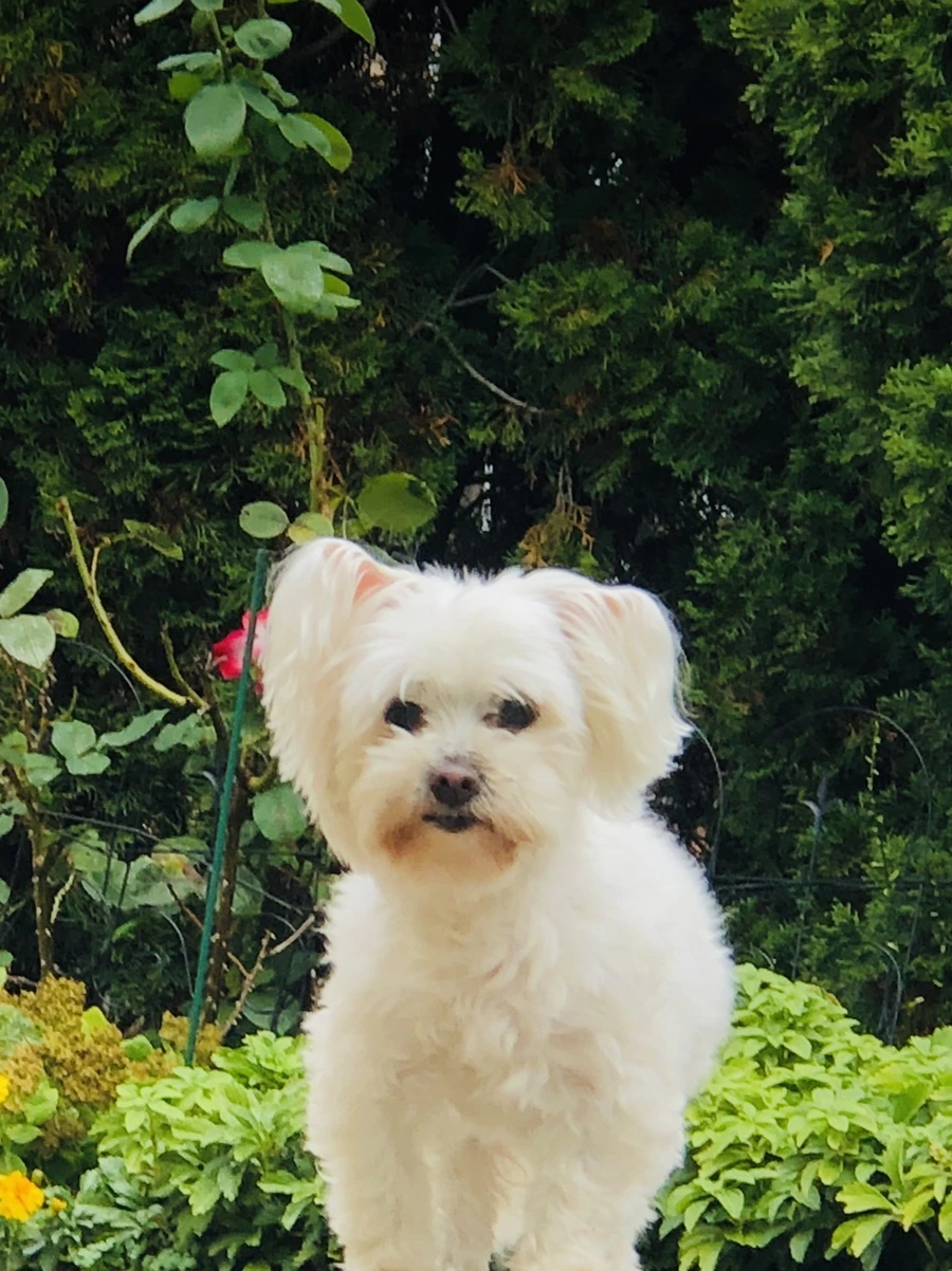 IMG_2163.jpg?type=w966