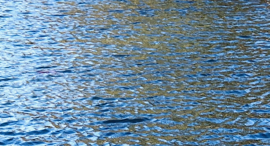 IMG_3834.jpg?type=w966