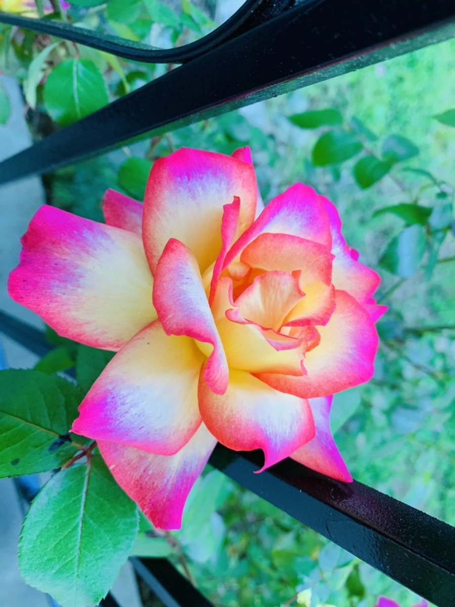 IMG_3498.jpg?type=w966