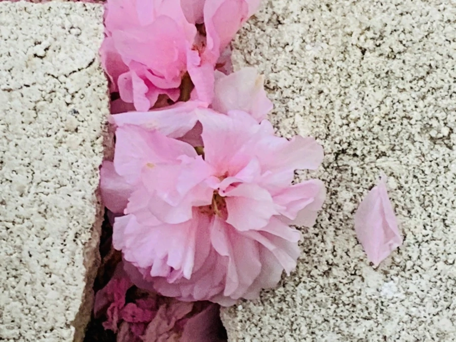 IMG_7197.jpg?type=w966