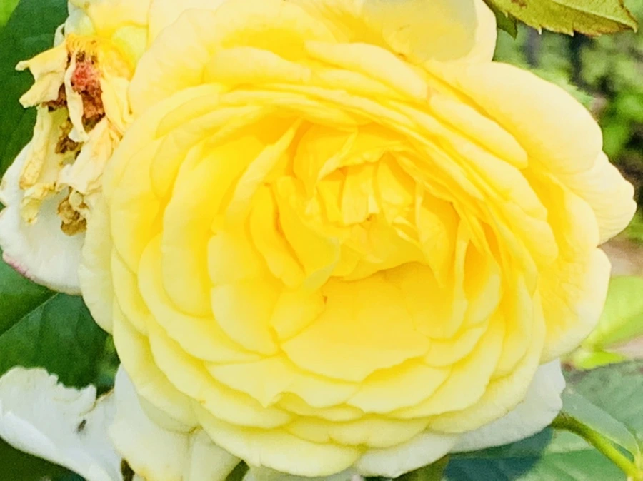 IMG_1220.jpg?type=w966