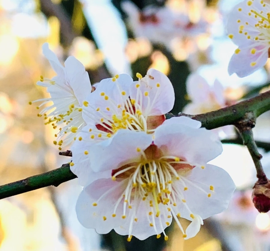 IMG_0779.jpg?type=w966