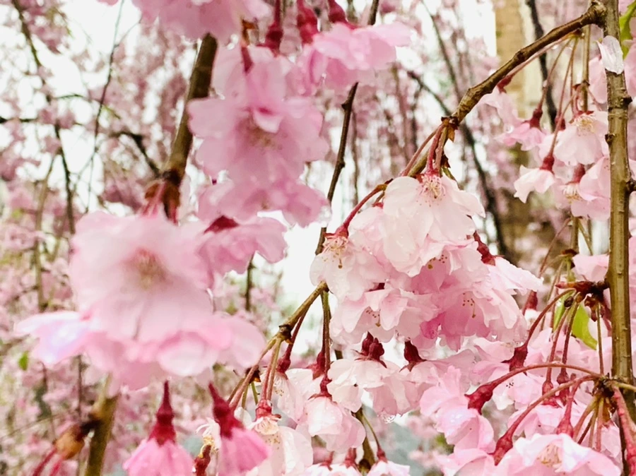 IMG_2294.jpg?type=w966